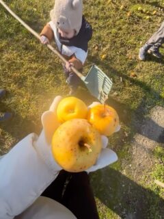 This year felt like a year of clarity —
of understanding things more deeply,
of truly seeing people for who they are,
of letting the fog lift just enough
to stop feeling overwhelmed and start finding direction.
I don’t know yet where this clarity will lead,
but I’m learning that happiness often shows up in simple moments,
like shaking a golden apple tree in December, yellow fruit dropping into the cold grass,
a small winter surprise that still feels special,
even for someone used to real winters.
#goldenapple #holidays #appletree #winterseason #winterfun #decemberinhungary